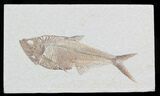 Detailed Diplomystus Fish Fossil From Wyoming #32738-1